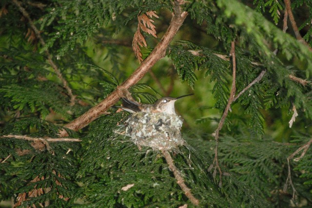 First poor shot, May 18