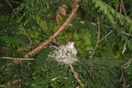 I had been hearing her leaving the nest for 3 days