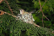 This is a female <a href="http://en.wikipedia.org/wiki/Rufous_hummingbird">Rufous Hummingbird</a>