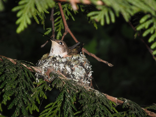 On Nest, May 27