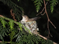 Latin name is <a href="http://www.mbr-pwrc.usgs.gov/id/htmid/h4330id.html">Selasphorus rufus</a>