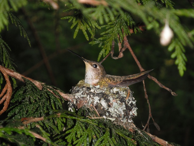 On Nest, later on May 29