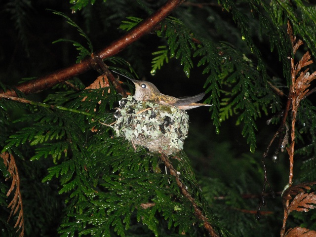 On Nest, May 30