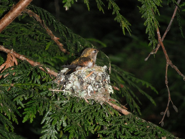 On Nest, June 2