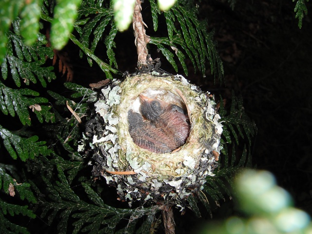 Getting bigger, June 2