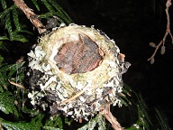 the beaks are still stubby