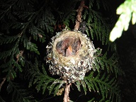 Quirks and Quarks segment on <a href="http://www.cbc.ca/quirks/media/2005-2006/mp3/qq-2006-03-11c.mp3">Rufous Hummer Time Management</a>