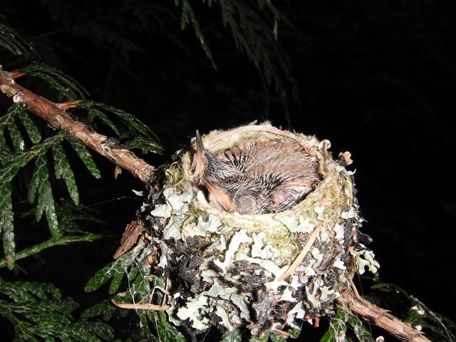 Eyes still closed, June 8