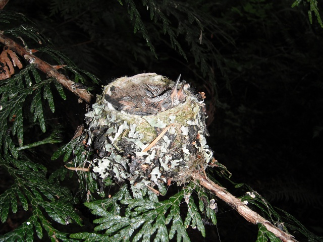 Are those real tail feathers?, June 10