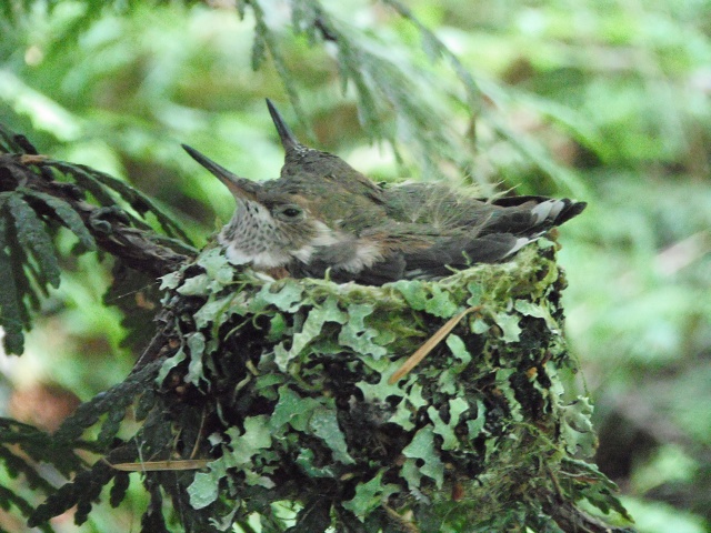 June 14, afternoon (no flash)