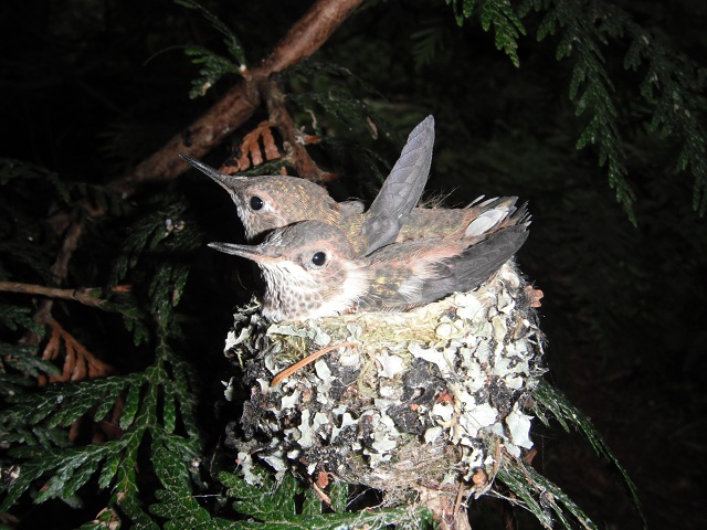 It's getting crowded (June 15, afternoon)