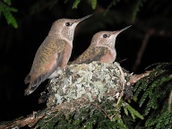 Constant little head & tail movements to keep on the edge.