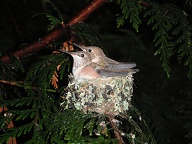 The tails look much shorter than the mother's in the earlier photos.