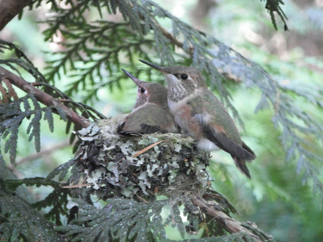 No flash (June 18, afternoon)