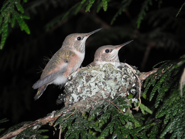 I need a feather trim (June 18, afternoon)