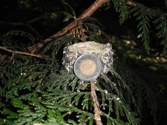 Empty Nest (June 19 afternoon)