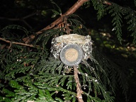 Another scaling shot with a <a href="http://en.wikipedia.org/wiki/Toonie">Toonie</a> for scale (<a href="http://en.wikipedia.org/wiki/Coins_of_the_Canadian_dollar#Specifications">28mm diameter</a>).