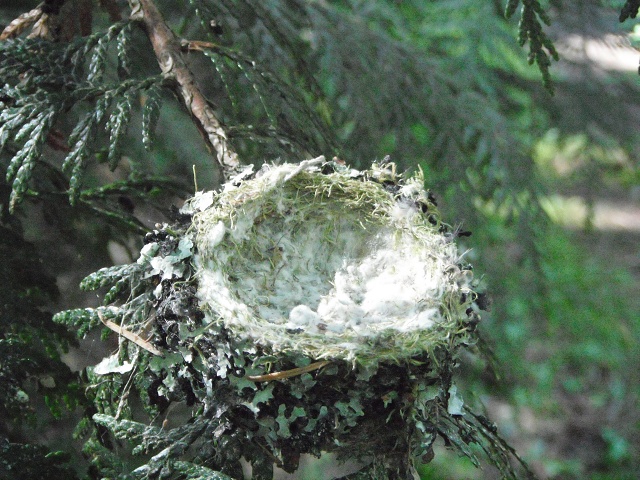 Empty nest (June 19 afternoon)