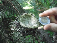 <a href="http://en.wikipedia.org/wiki/Toonie">Toonie</a> for scale (<a href="http://en.wikipedia.org/wiki/Coins_of_the_Canadian_dollar#Specifications">28mm diameter</a>).